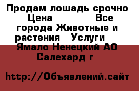 Продам лошадь срочно › Цена ­ 30 000 - Все города Животные и растения » Услуги   . Ямало-Ненецкий АО,Салехард г.